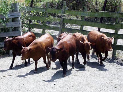 Young Senepol bulls